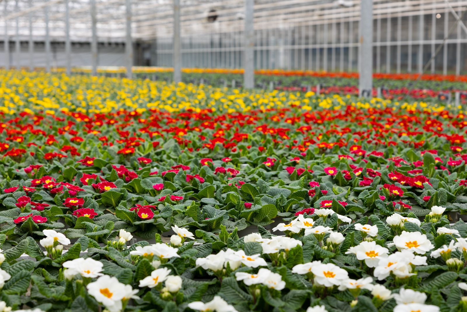 Fileiras de plantas ornamentais na Hartmann Gartenbau.