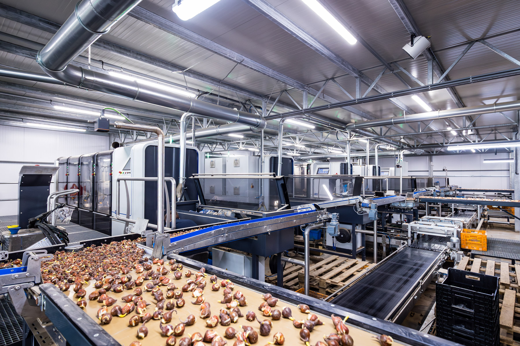 Bulbos de tulipa na esteira transportadora da BulbPlanter durante o processo de embalagem.