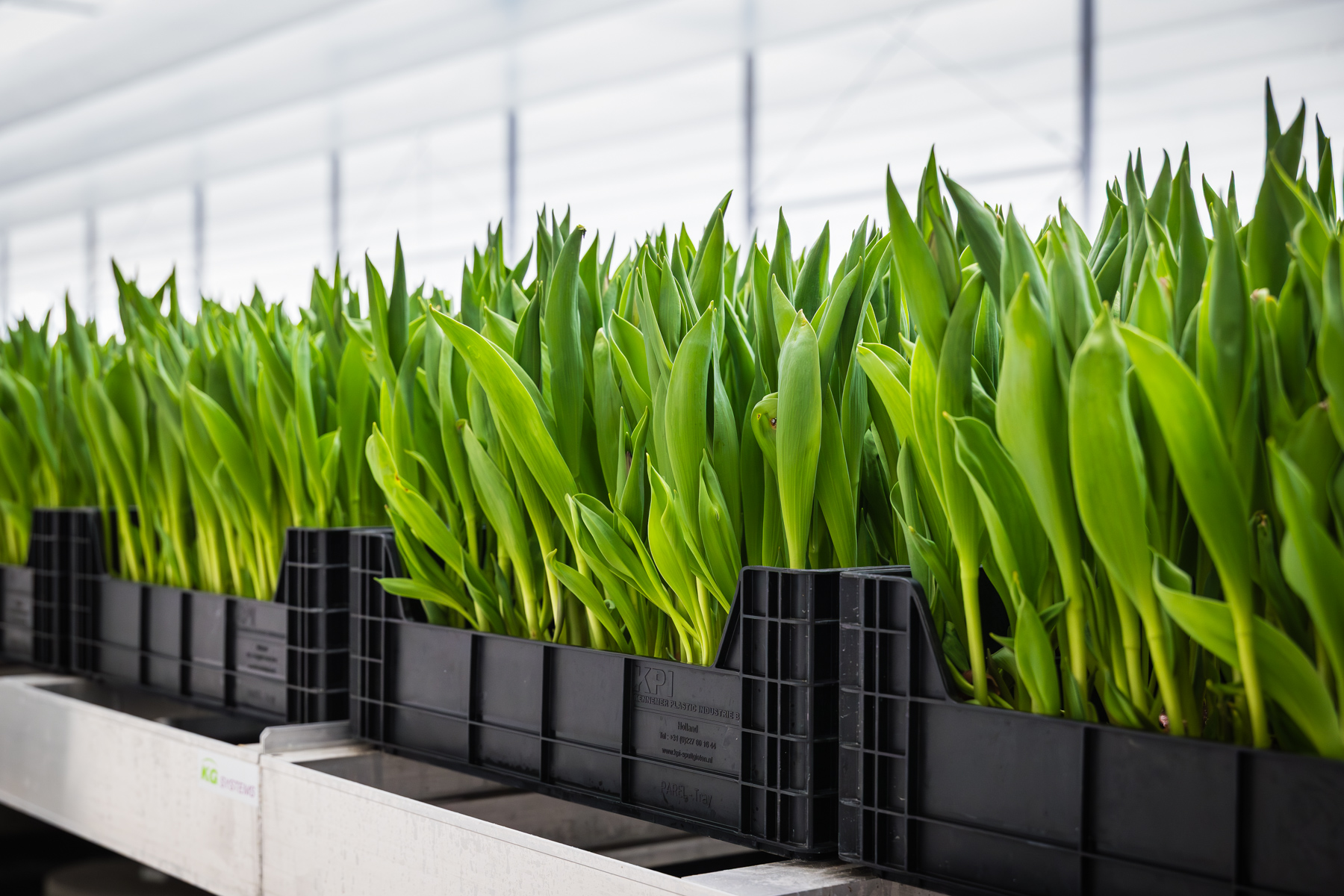 Tulipas em caixotes na sede do cliente da TTA-ISO Zwettulips.