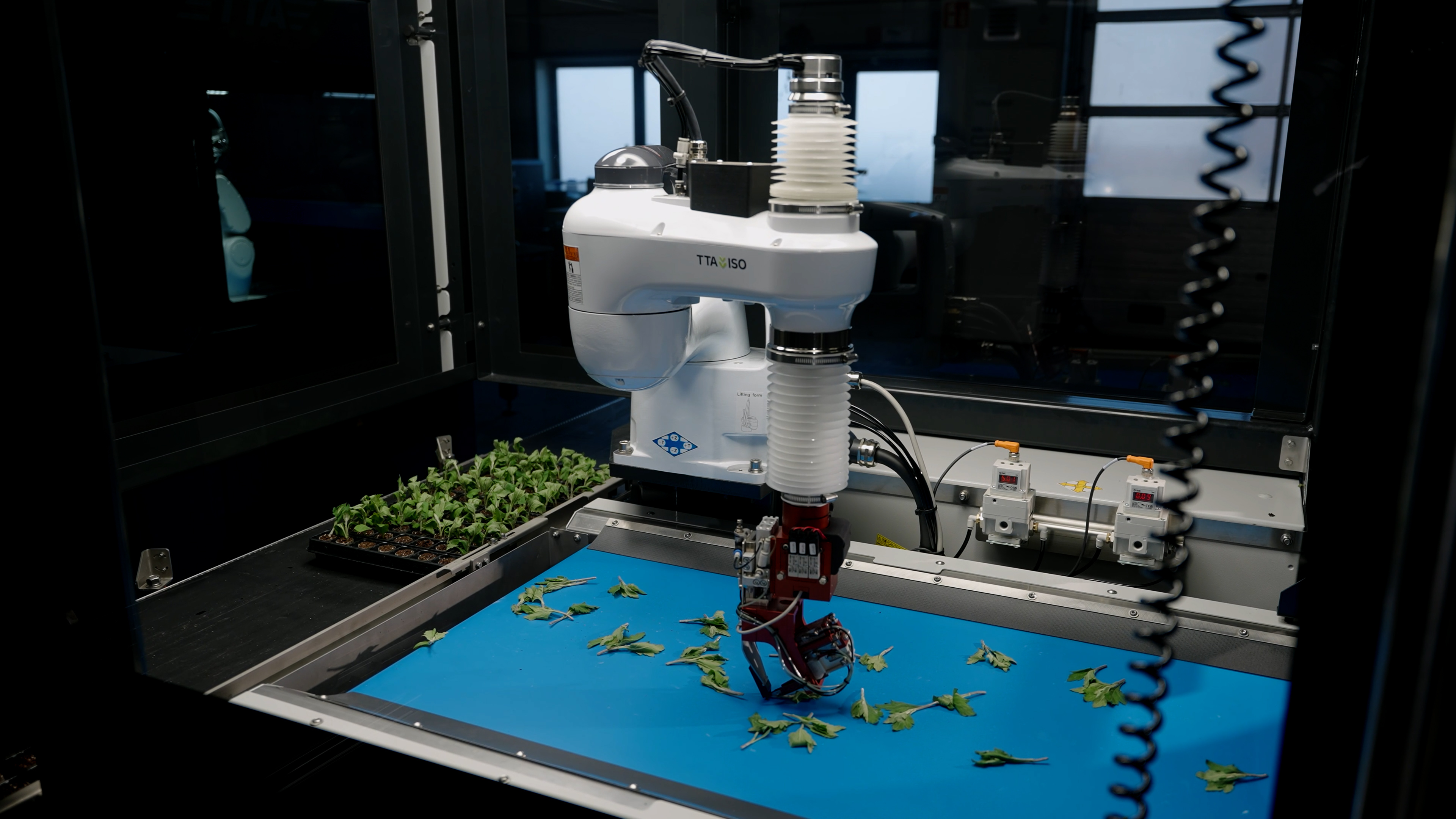 Pinça robótica basculante selecionando uma muda de planta da esteira transportadora no TTA-ISO CuttingPlanter 2.0.