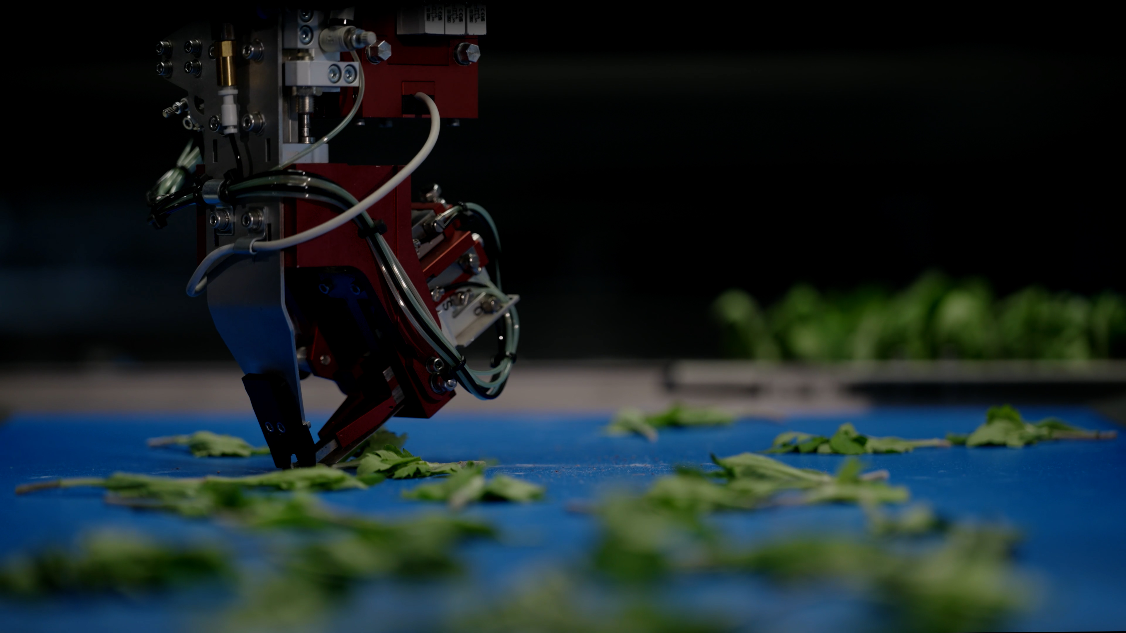 CuttingPlanter 2.0 do TTA-ISO CuttingPlanter 2.0 recolhendo uma muda da esteira transportadora.