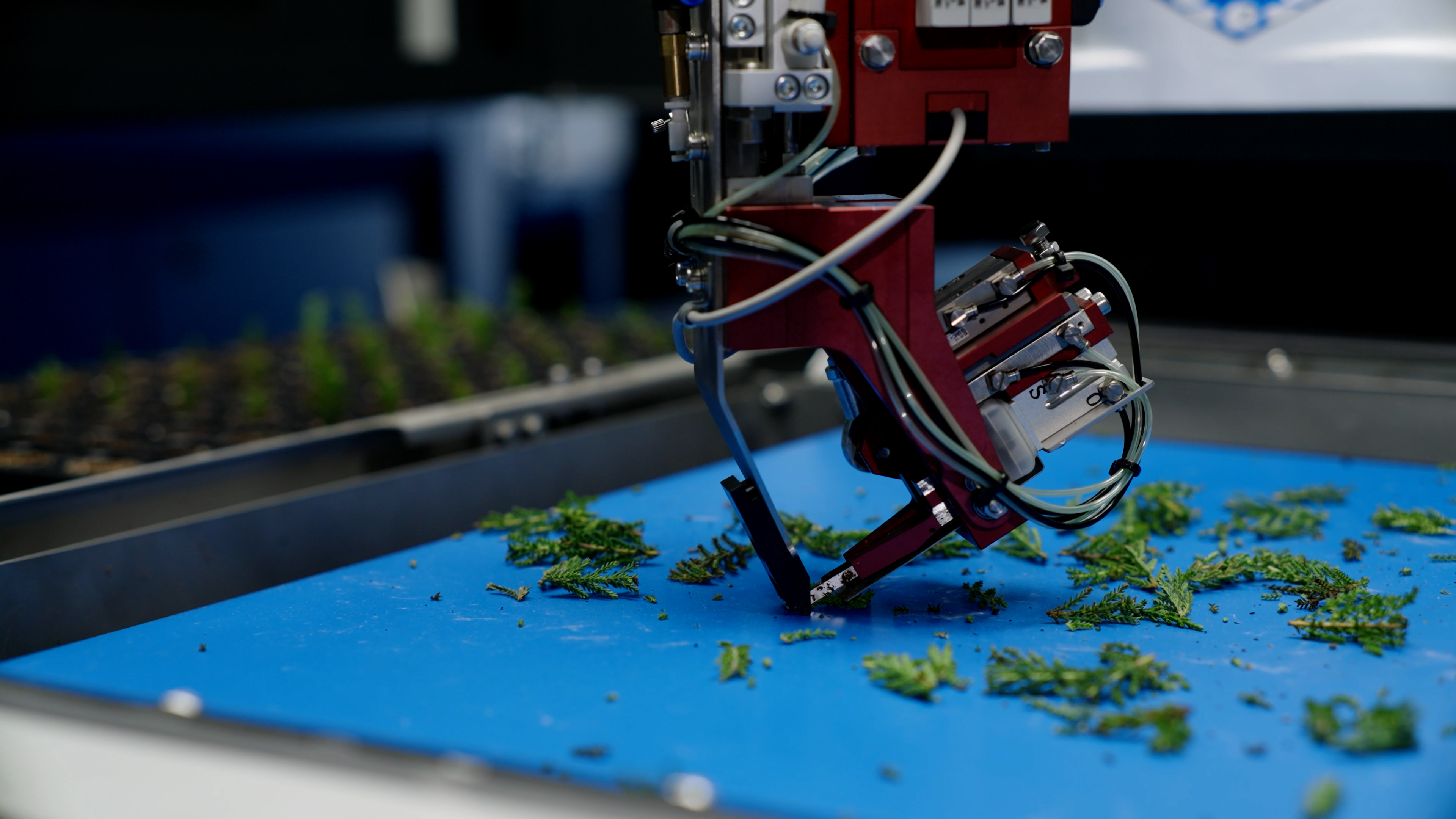 Mudinha sendo levantada pela garra do TTA-ISO CuttingPlanter 2.0.