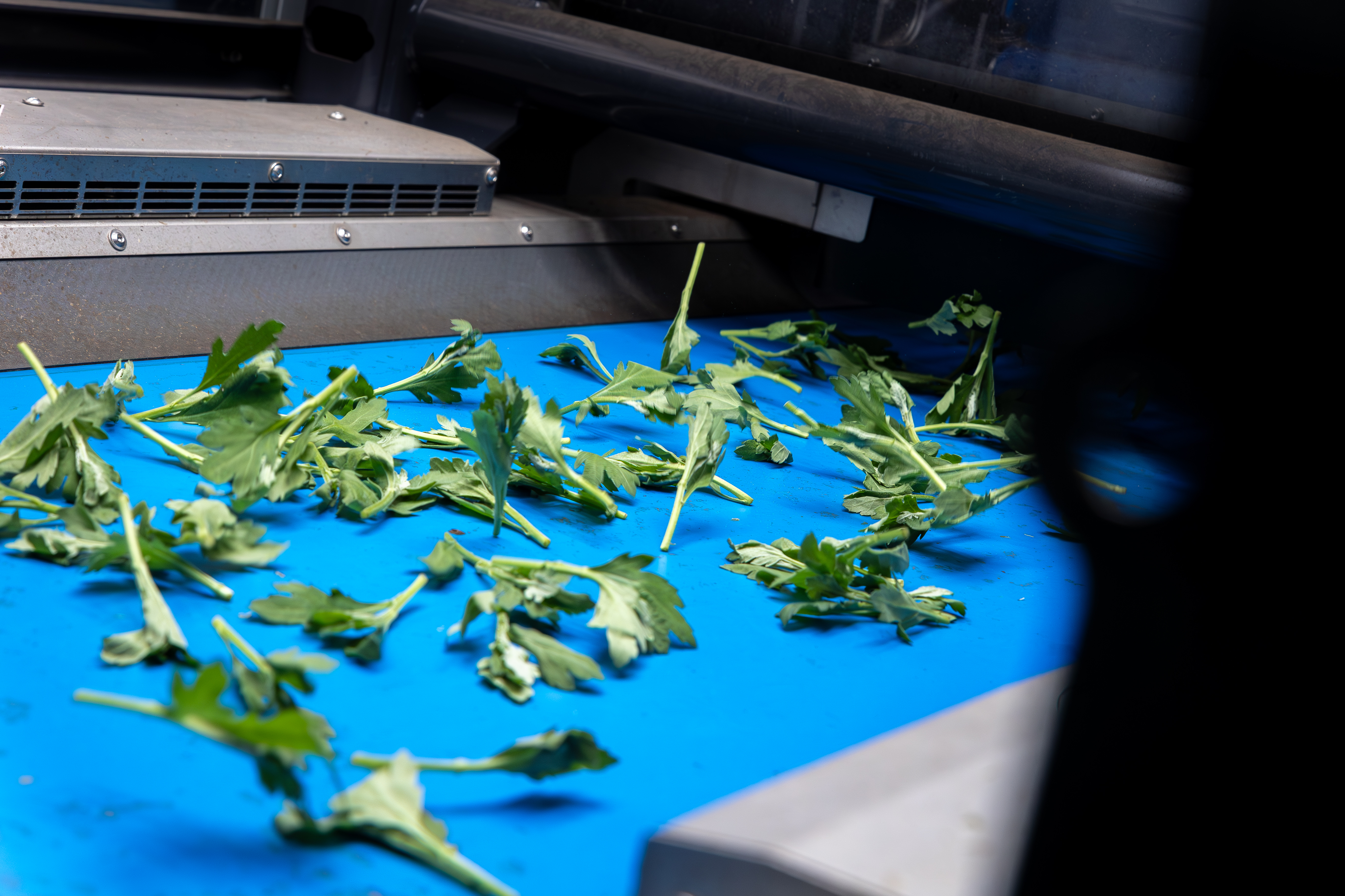 Esteira transportadora que separa as mudas de crisântemo por meio de vibração, a fim de prepará-las para a colheita automatizada pela máquina TTA-ISO CuttingPlanter Chrysanthemum.