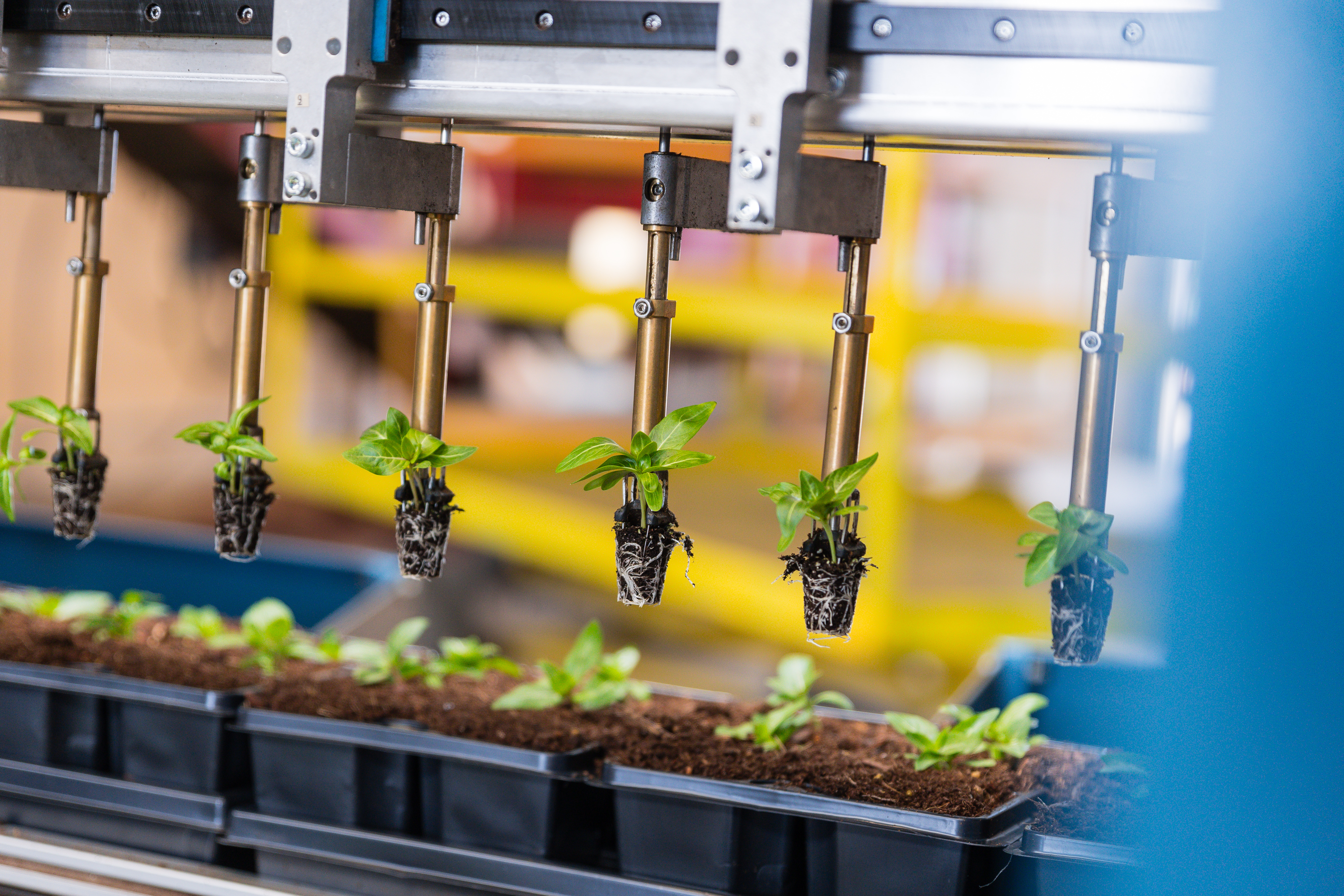 Pinças robóticas posicionando mudas para colocação em trays máquina TTA-ISO PackPlanter.