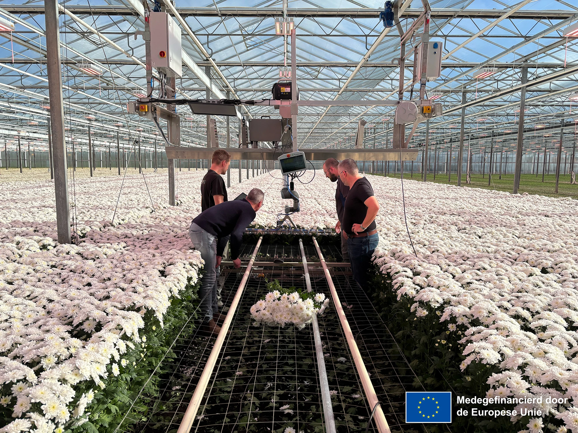 HVC — Crisântemo Harvester