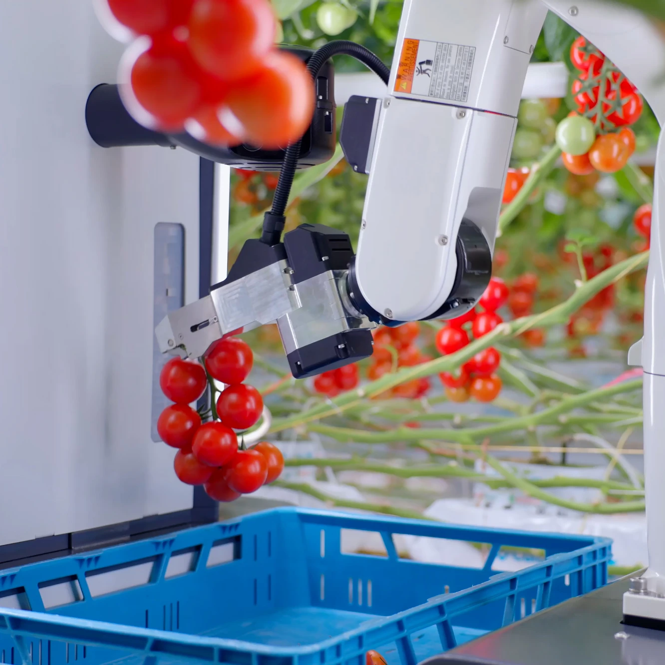 O robô colhedor de tomate “ HarvAI ”, da TTA-ISO, recolhendo talos de tomate.
